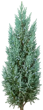 Aquavita Juniper cut-out illustration