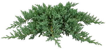 Bar Harbor Creeping Juniper cut-out illustration