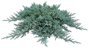 Blue Chip Juniper cut-out illustration