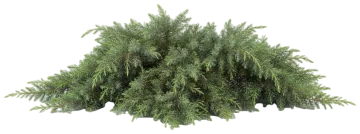 Blue Pacific Juniper cut-out illustration