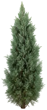 Blue Point Juniper cut-out illustration