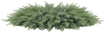 Blue Rug Juniper cut-out illustration