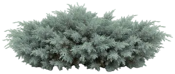 Blue Star Juniper cut-out illustration