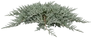 Compact Andorra Juniper cut-out illustration