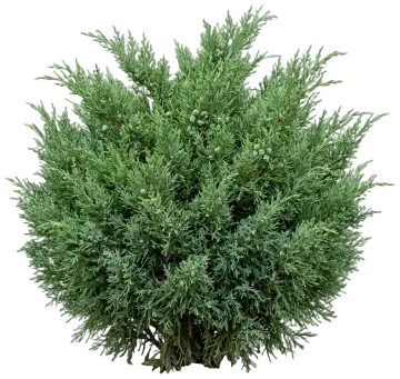 Compact Pfitzer Juniper cut-out illustration