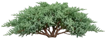 Dwarf Japanese Juniper cut-out illustration