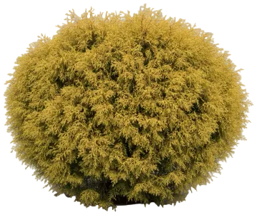 Gold Coast Juniper cut-out illustration