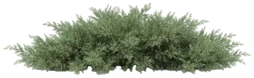 Grey Owl Juniper cut-out illustration