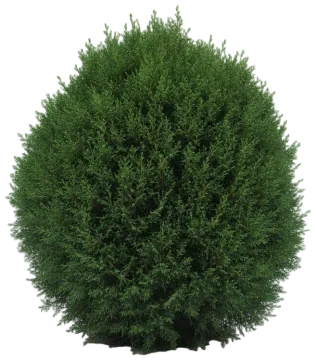 Sea Green Juniper cut-out illustration