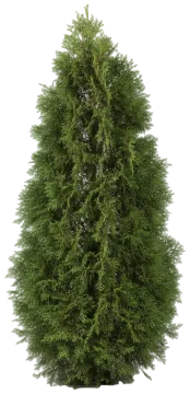 Spartan Juniper cut-out illustration