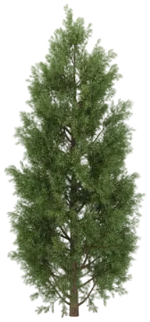 Juniper cut-out illustration