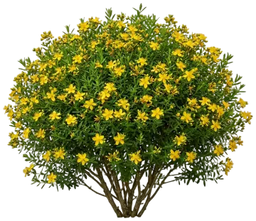 Kalm's St. John's Wort cut-out illustration