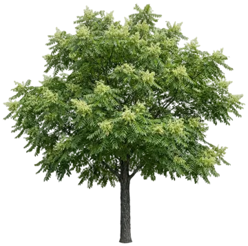 Kentucky Coffeetree cut-out illustration