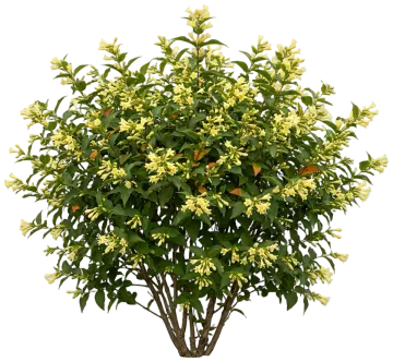 Kodiak Orange Diervilla cut-out illustration