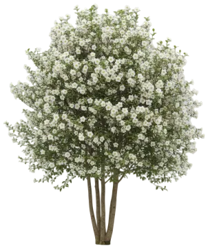 Korean Stewartia cut-out illustration