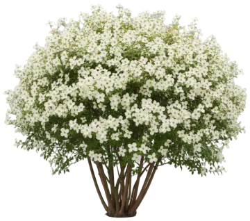 Kousa Dogwood cut-out illustration