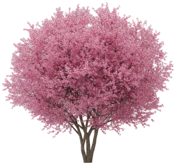 Kwanzan Cherry cut-out illustration