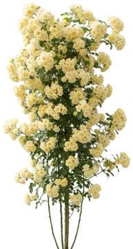 Lady Banks' Rose cut-out illustration
