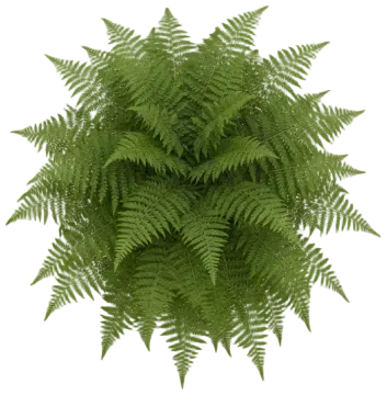Lady Fern cut-out illustration