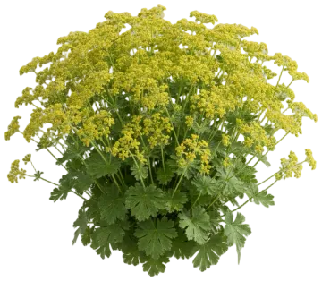 Lady's Mantle cut-out illustration