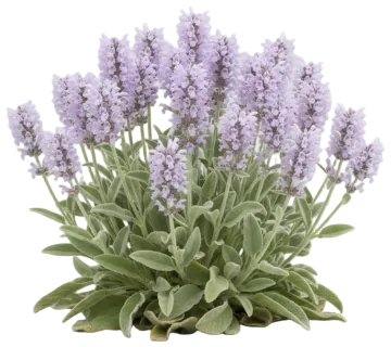 Lamb's Ear cut-out illustration