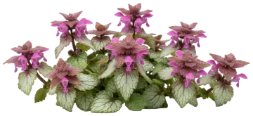 Dead Nettle cut-out illustration