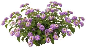 Purple Trailing cut-out illustration