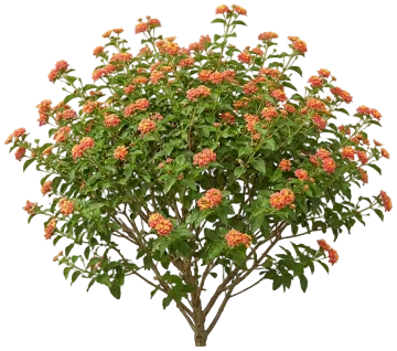 Texas Lantana cut-out illustration