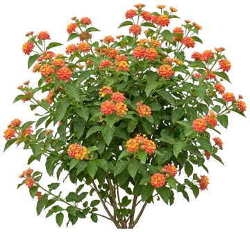 Lantana cut-out illustration