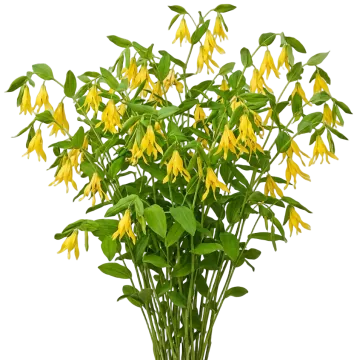 Large-Flowered Bellwort cut-out illustration