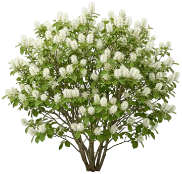 Large Fothergilla cut-out illustration