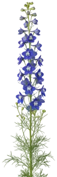 Blue Larkspur cut-out illustration