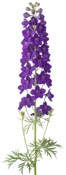 Lavender Larkspur cut-out illustration