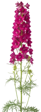 Pink Larkspur cut-out illustration