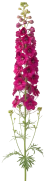 Rose Larkspur cut-out illustration
