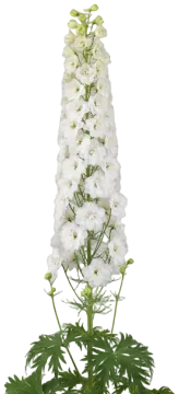 White Larkspur cut-out illustration