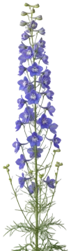 Larkspur cut-out illustration