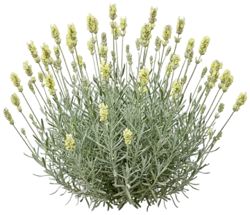 Edelweiss cut-out illustration