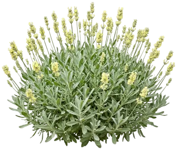 Exceptional Lavender cut-out illustration