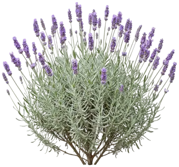French Lavender cut-out illustration
