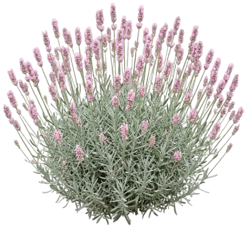 Hidcote Pink cut-out illustration