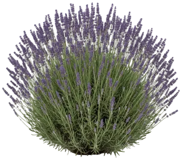 Provence cut-out illustration