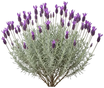 Spanish Lavender cut-out illustration