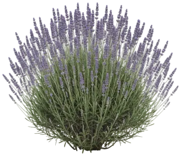 Lavender cut-out illustration