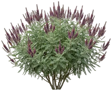Leadplant cut-out illustration