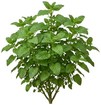 Lemon Balm cut-out illustration
