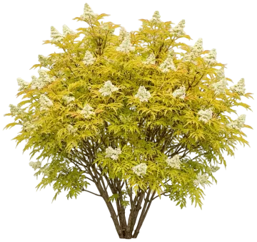 Lemony Lace Elderberry cut-out illustration