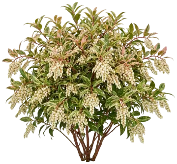 Rainbow Leucothoe cut-out illustration