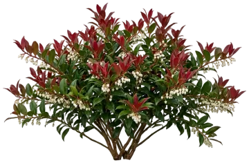 Scarletta Leucothoe cut-out illustration