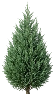 Leyland Cypress cut-out illustration